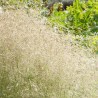 Tarsa Mare Deschampsia cespitosa Goldtau