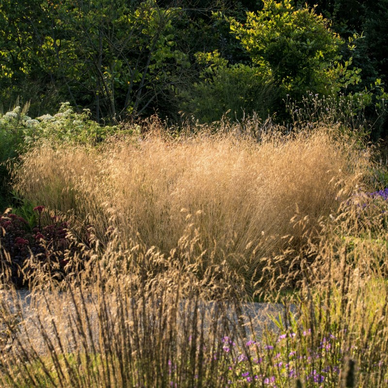 Tarsa Mare Deschampsia cespitosa Goldtau