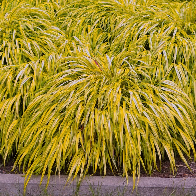 Iarba japoneza Aureola