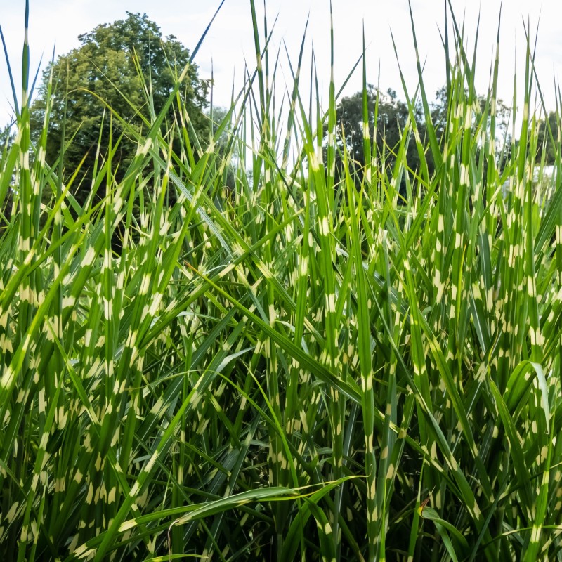 Chinese silver grass