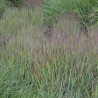 Iarba Panicum virgatum Heavy Metal