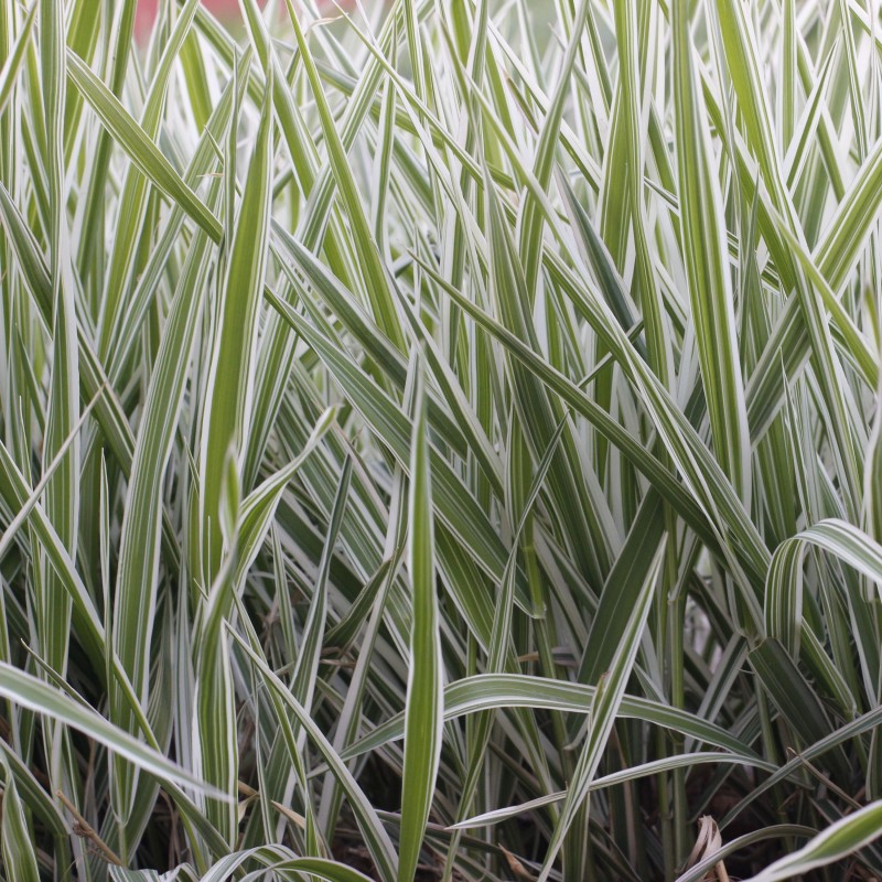 Phalaris arundinacea Picta