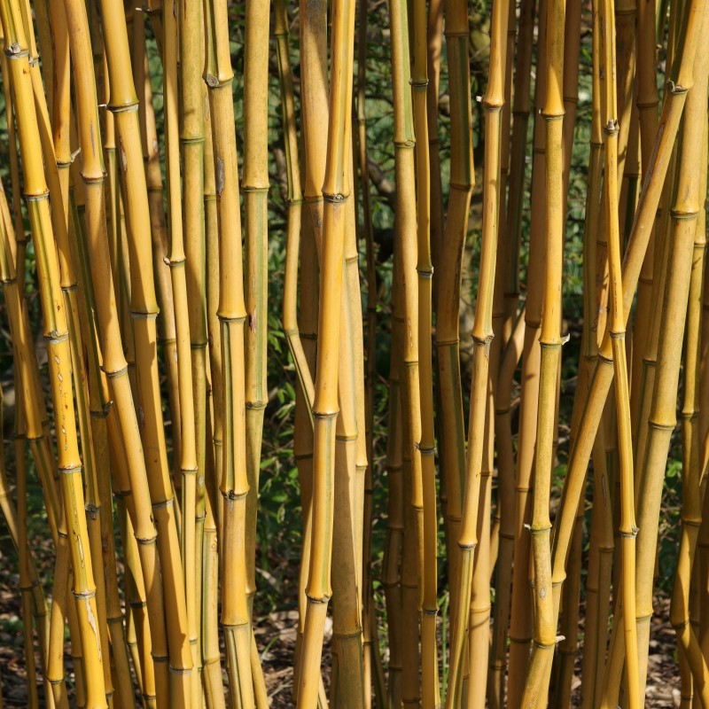 Bambus Phyllostachys aureosulcata