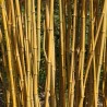 Bambus Phyllostachys aureosulcata