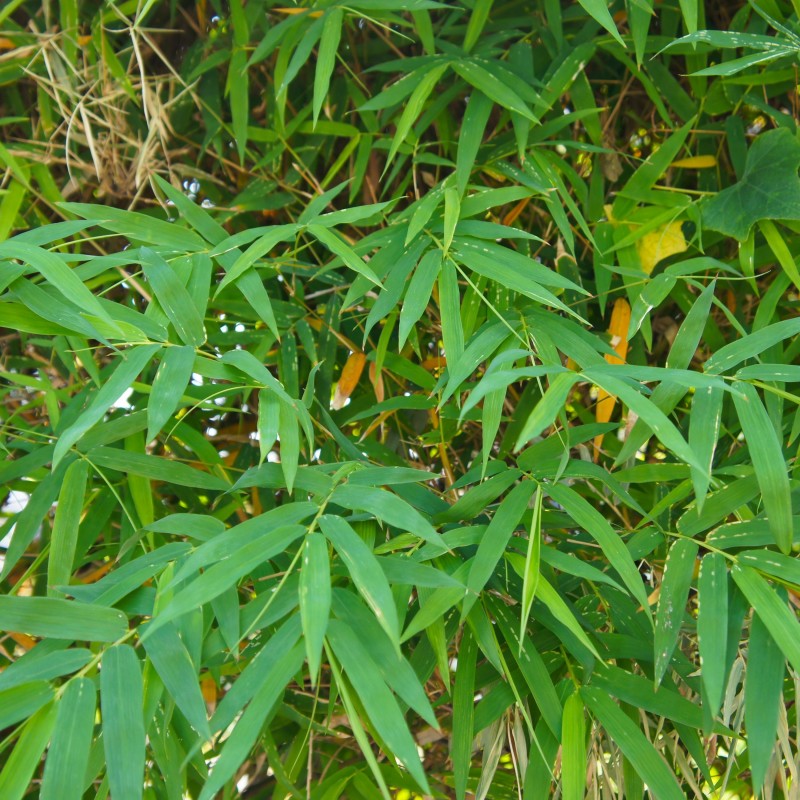 Bambus Sageata