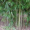 Bambus Sageata