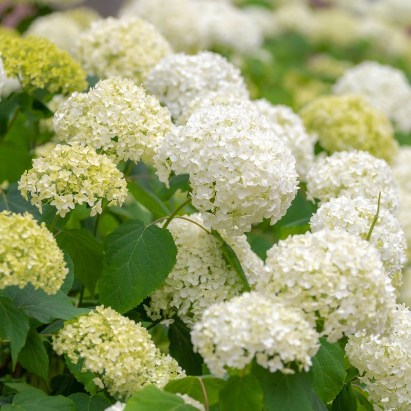 Hortensia Annabelle