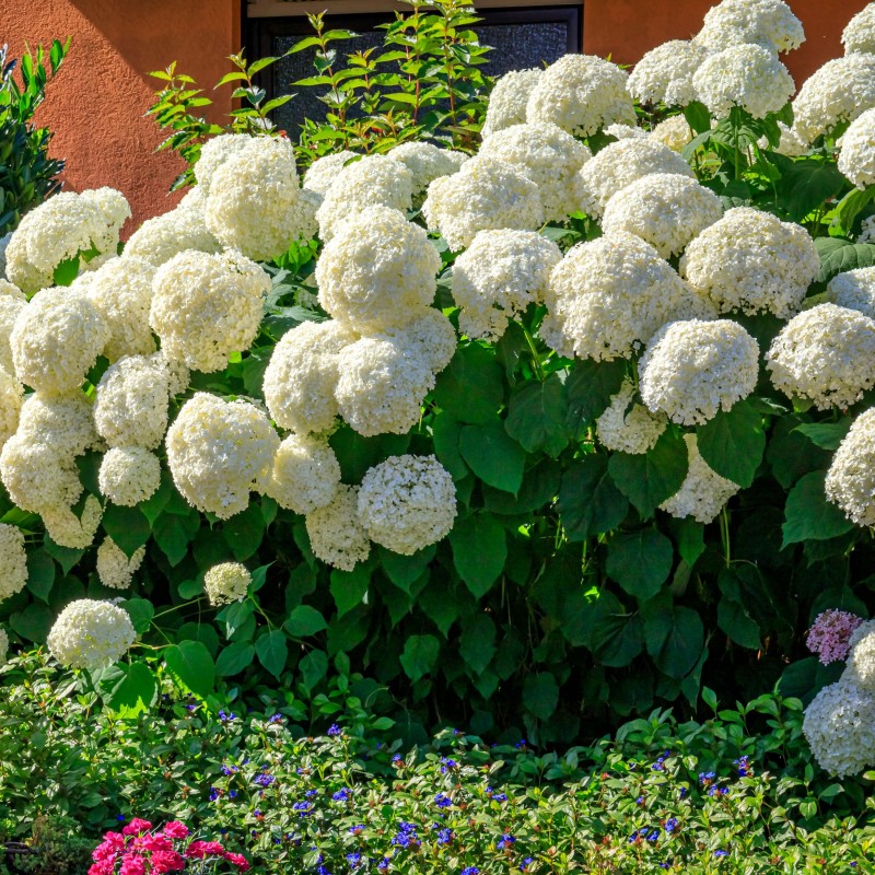 Hortensia Annabelle