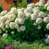 Hortensia Annabelle