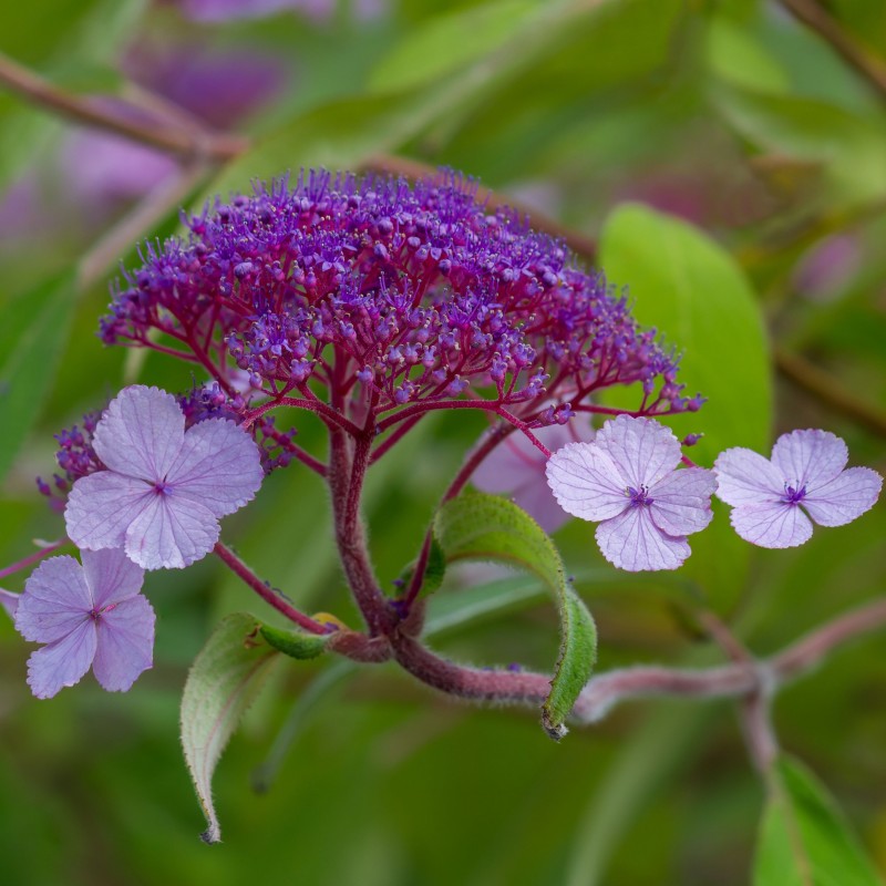 Hortensia Macrophylla