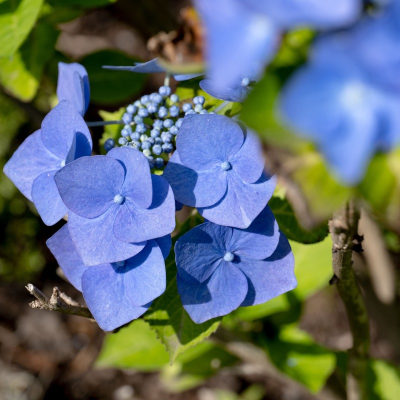Hortensia Blaumeise