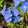 Hortensia Blaumeise