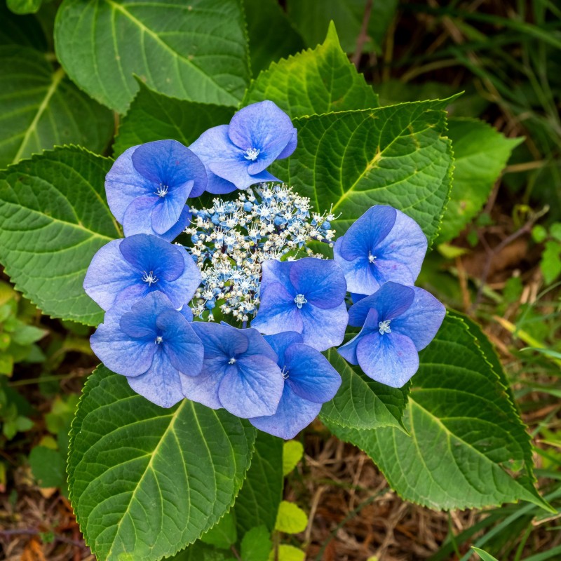 Hortensia Blaumeise