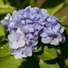 Hortensia Bodensee