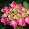 Hortensia Masja