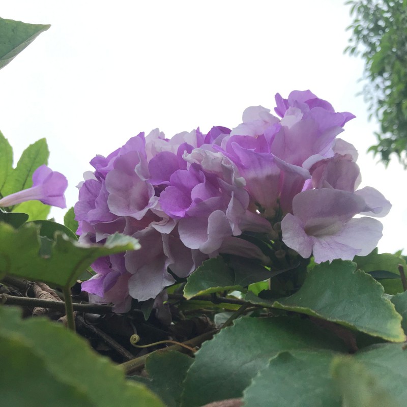 Hortensia Renate