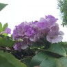 Hortensia Renate