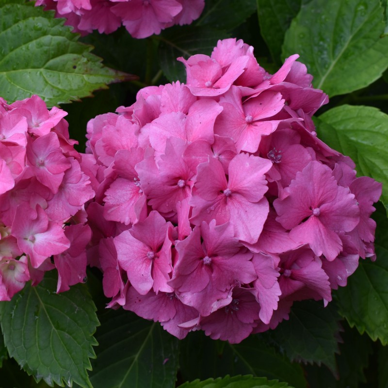 Hortensia Bouquet Rose