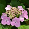 Hortensia Bluebird