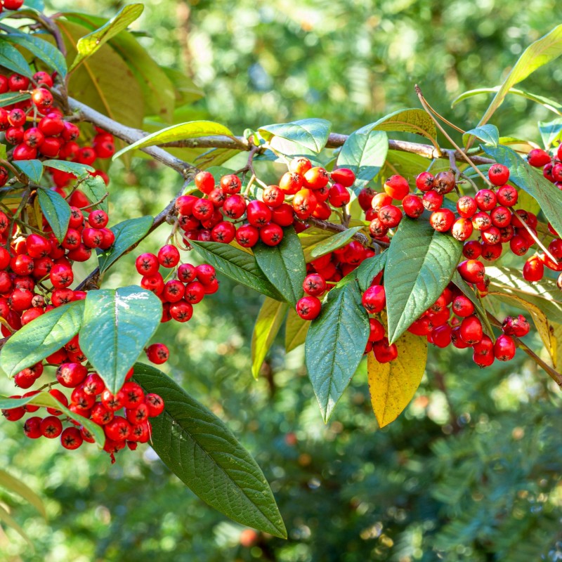 Barcoace Herbstfeuer