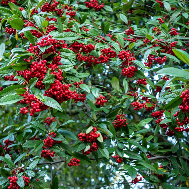 Barcoace Herbstfeuer