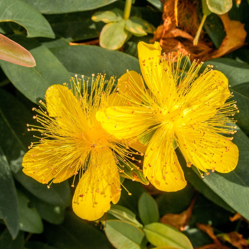 Sunatoare Vesnic Verde