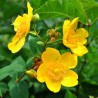 Sunatoare Ornamentala Hidcote