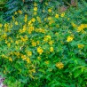 Sunatoare Ornamentala Hidcote