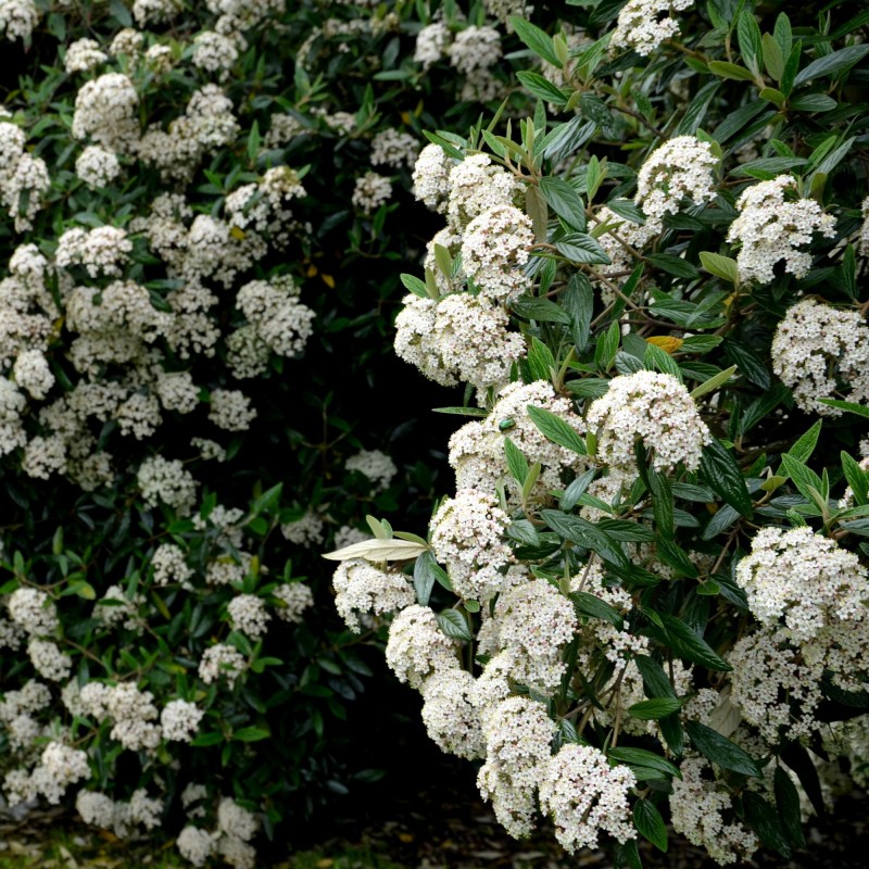 Calin Viburnum pragense