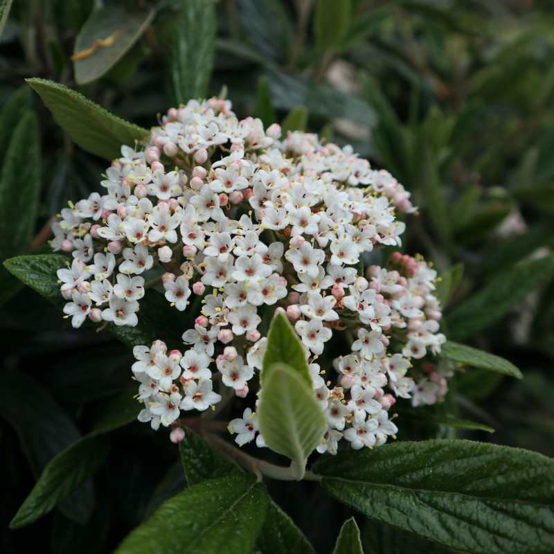 Calin Viburnum pragense