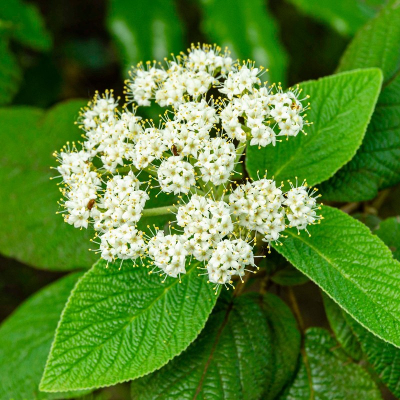 Calin Rhytidophyllum