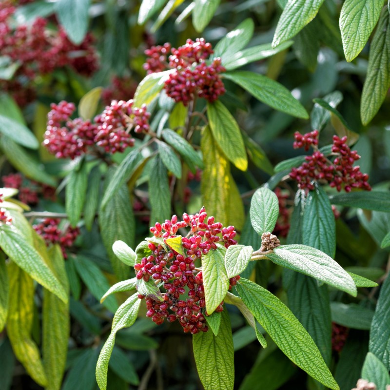 Calin Rhytidophyllum