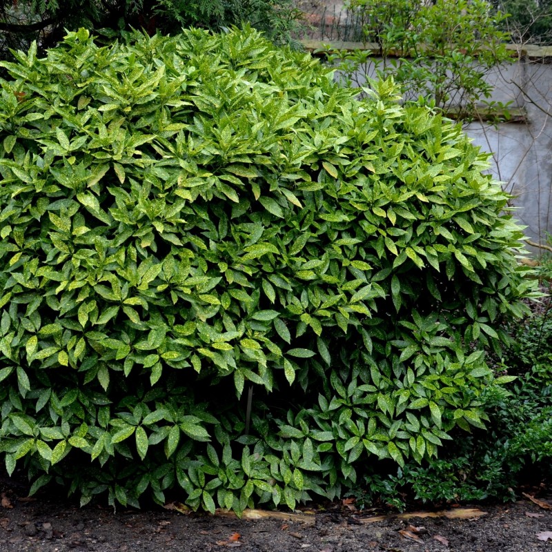 Aucuba Crotonifolia