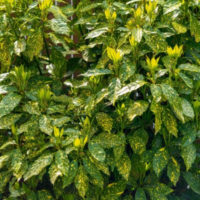 Aucuba Variegata
