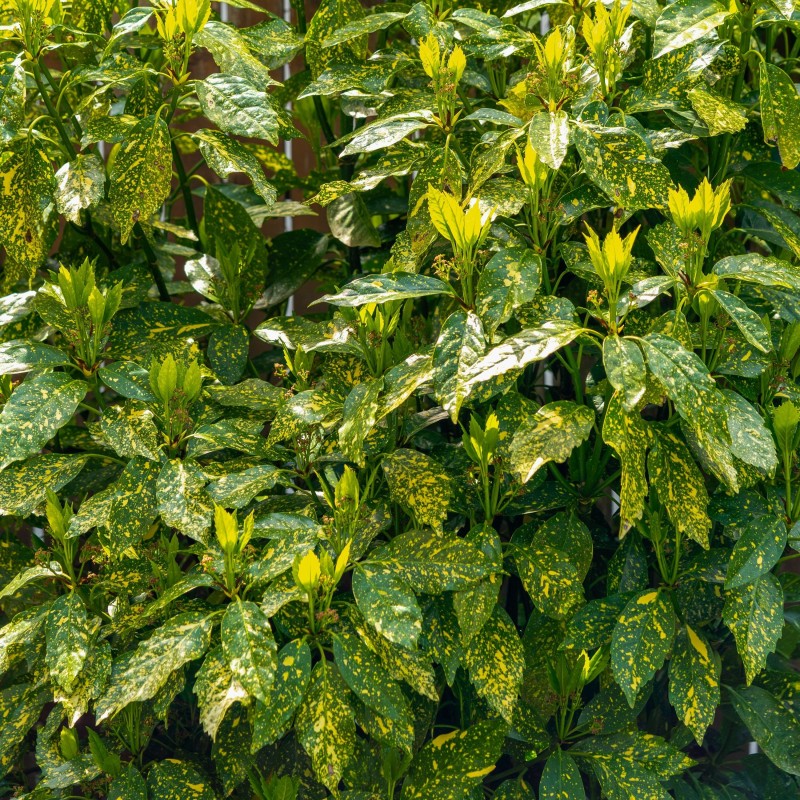 Aucuba Variegata