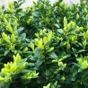 Cismir Suffruticosa
