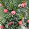 Tisa Hicksii