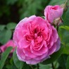 Ausbord Romantic Rose