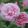 Trandafir Romantic Ausglisten