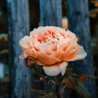Trandafir Romantic Ausjo
