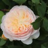 Trandafir Romantic Ausleap