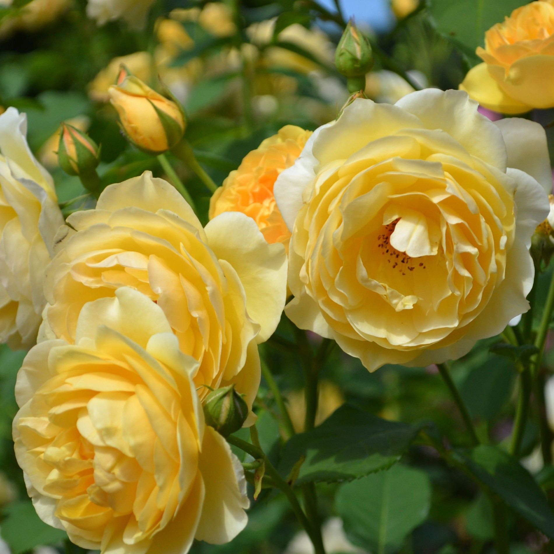 UAMA - ROSE