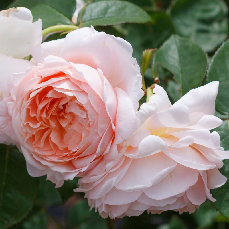 Trandafir Romantic Auswonder