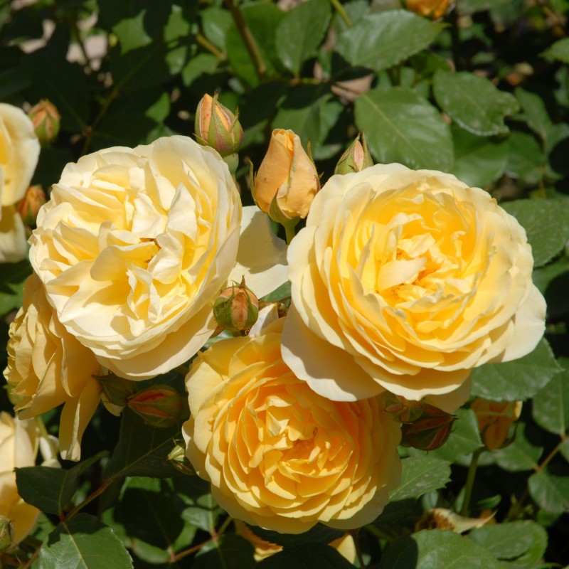 Trandafir Romantic Charlotte