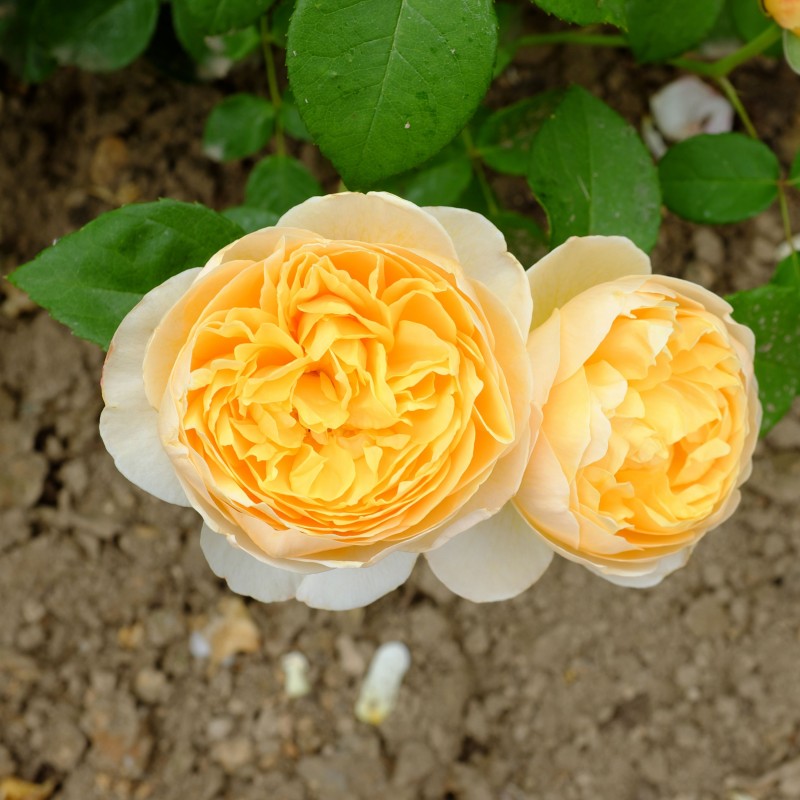 Trandafir Romantic Charlotte