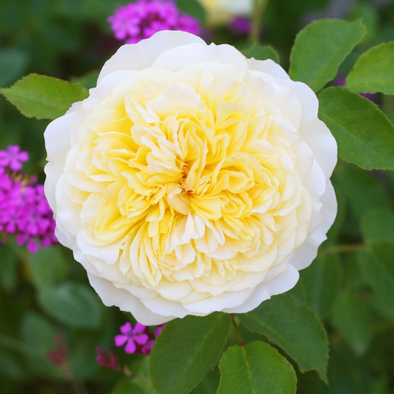 Trandafir Romantic The Pilgrim