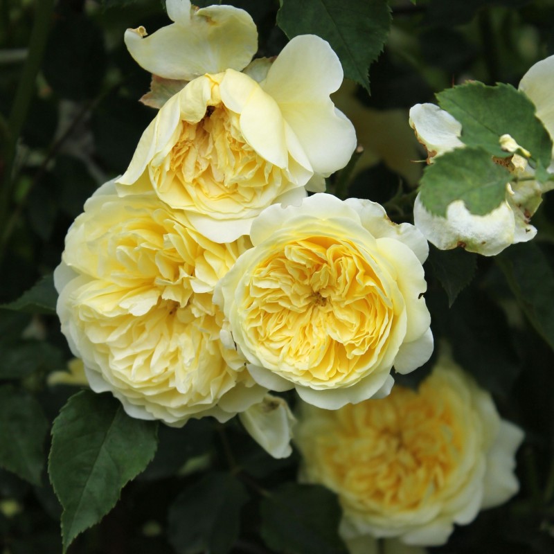 Trandafir Romantic The Pilgrim