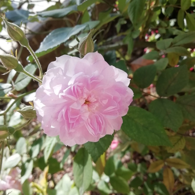 Trandafir Istoric Blush Noisette