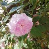 Trandafir Istoric Blush Noisette