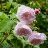Trandafir Istoric Blush Noisette